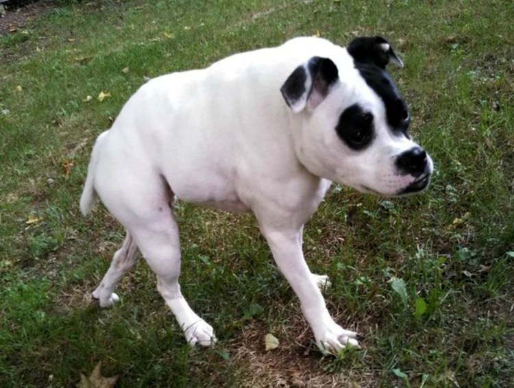 Голландская овчарка Квазимодо