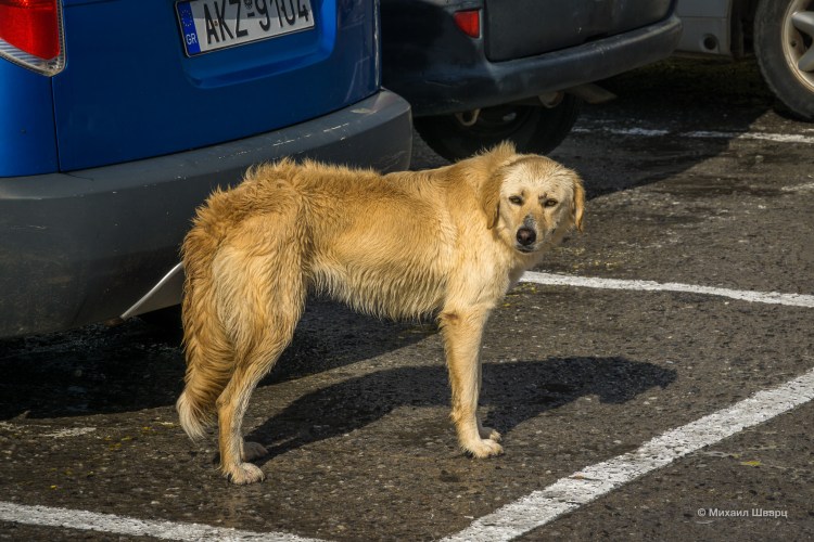 Мемы про собаку сутулую