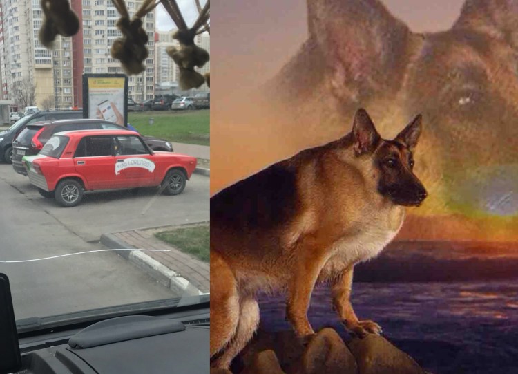 Собака сутулая аниме