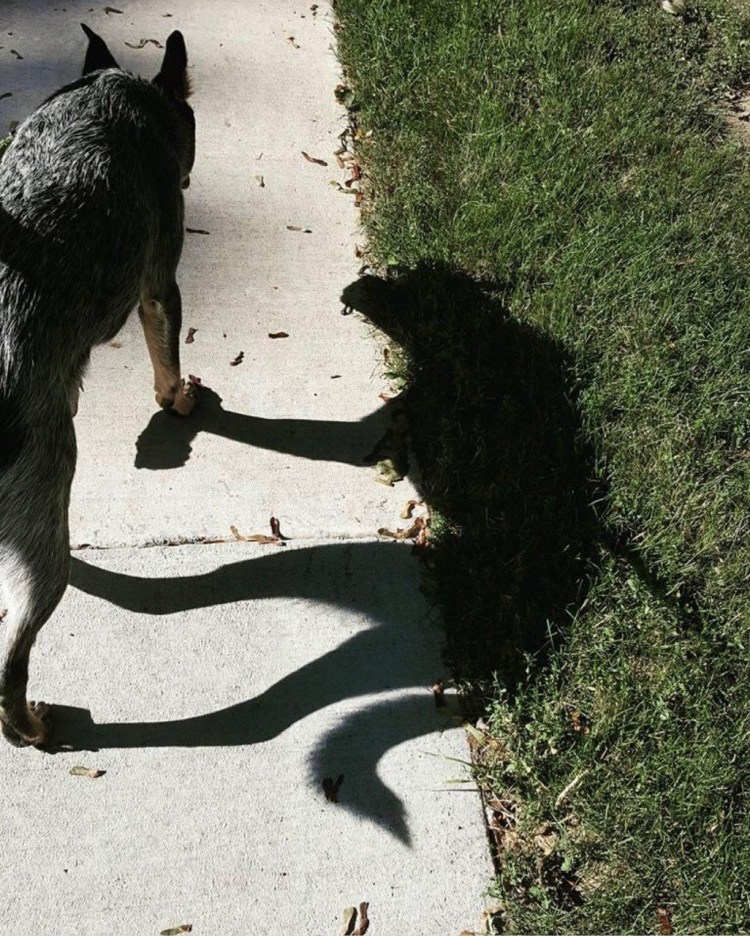 Немецкая овчарка сутулая