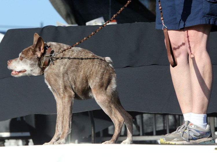 Голландская овчарка Квазимодо