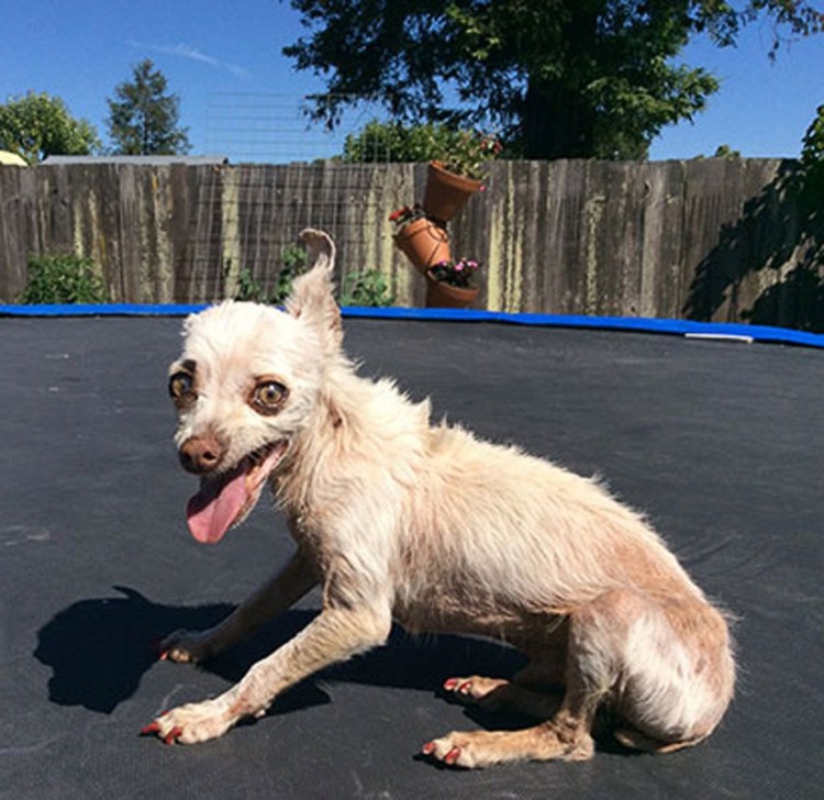 Китайская хохлатая сутулая