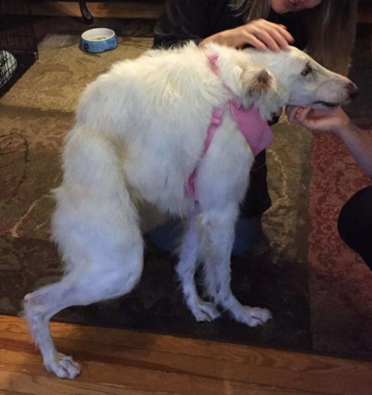 Псина сутулая Мем