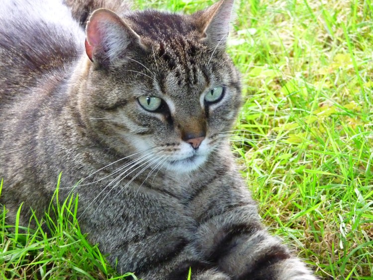 Манул (палласов кот)