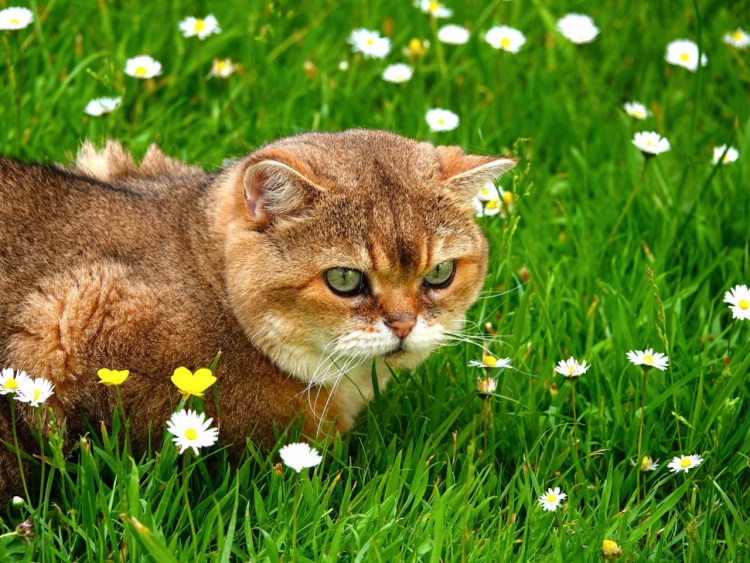 Кот в полевых цветах