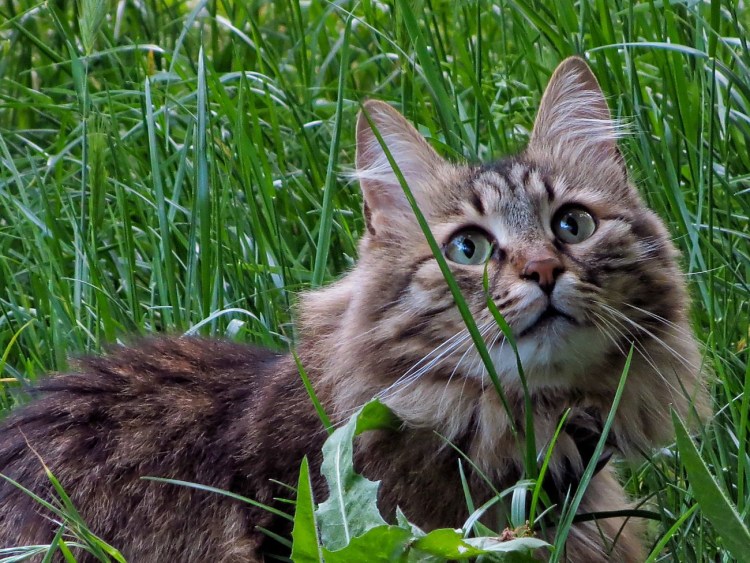 Котенок в траве