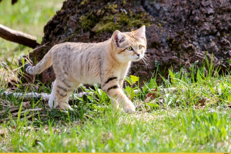 Барханная кошка