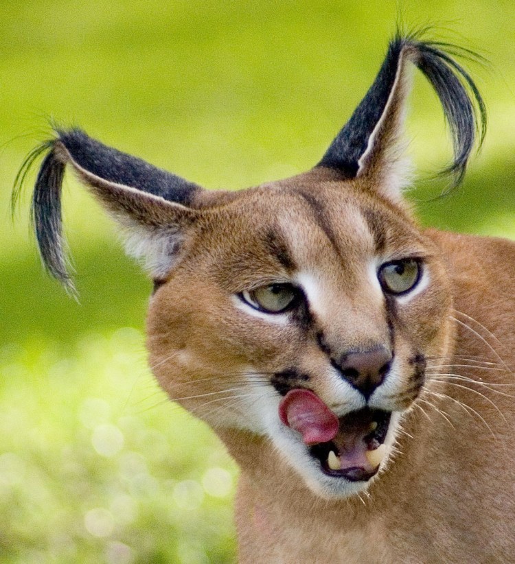 Каракал кошка