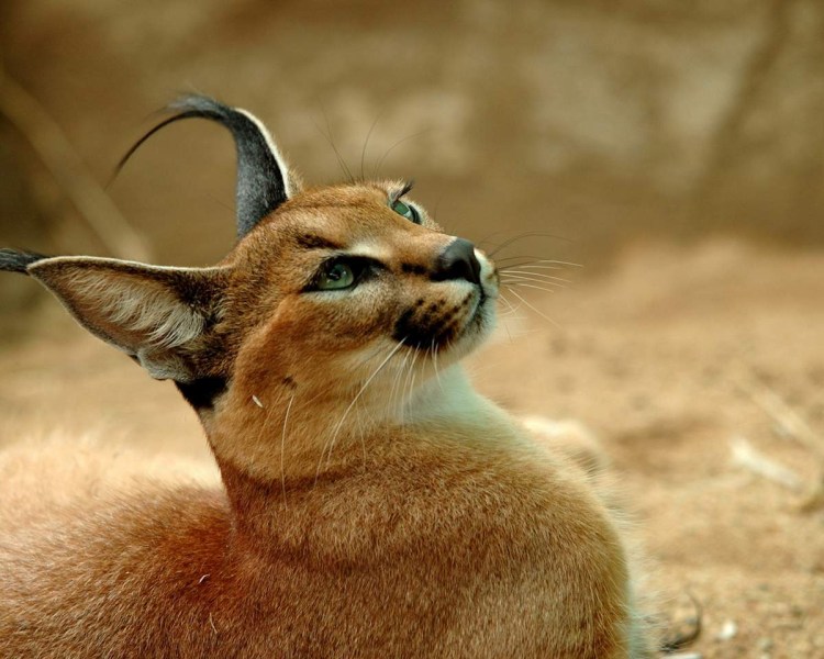 Каракал кошка