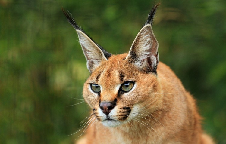 Каракал ночка