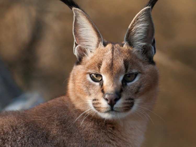 Степной кот каракал