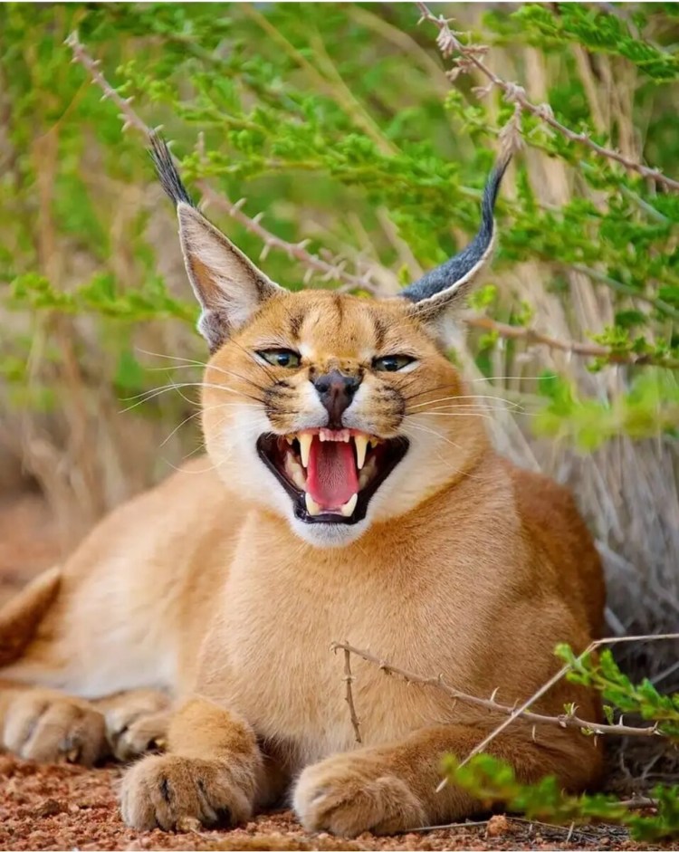 Каракала пустынная кошка