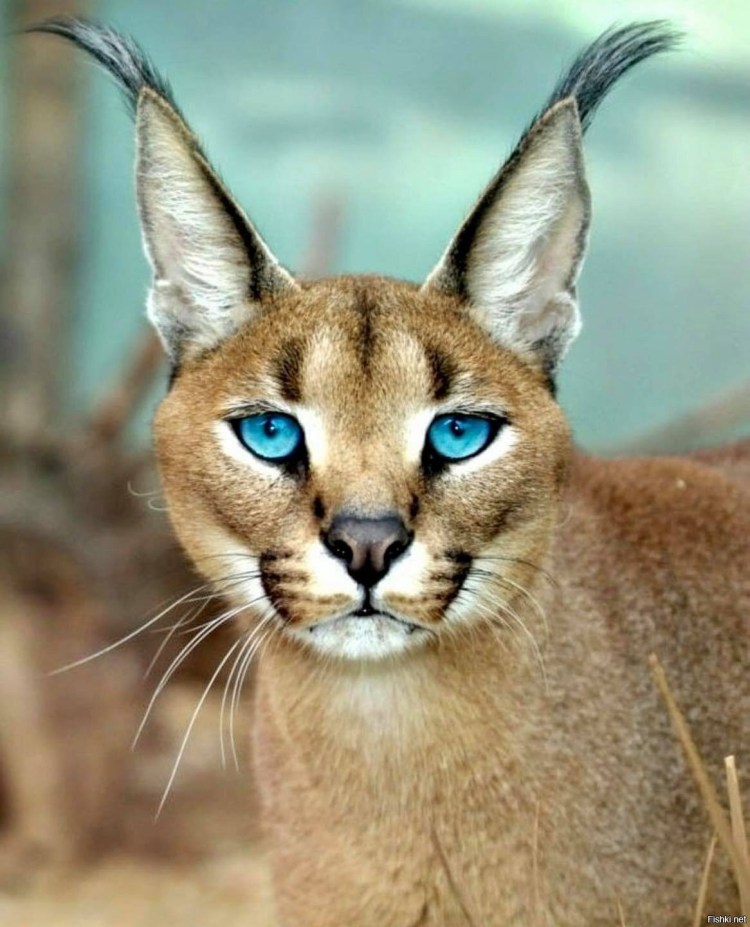 Каракал, пустынная Рысь