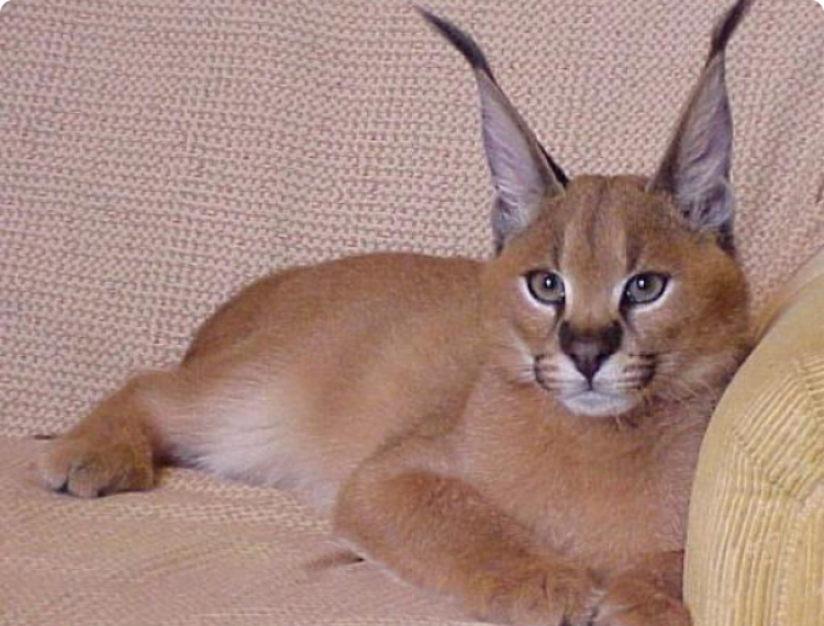 Каракал, пустынная Рысь