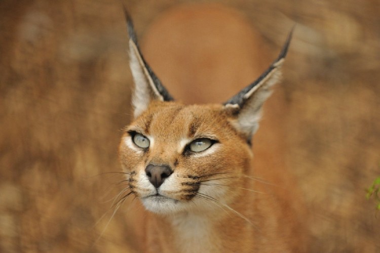 Каракал кошка