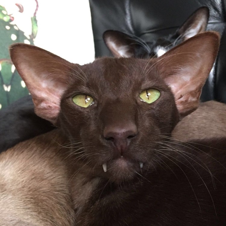 Ориентальные котята ушастые