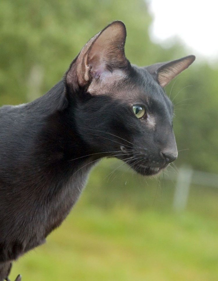 Ориентал пите-Болд сфинкс