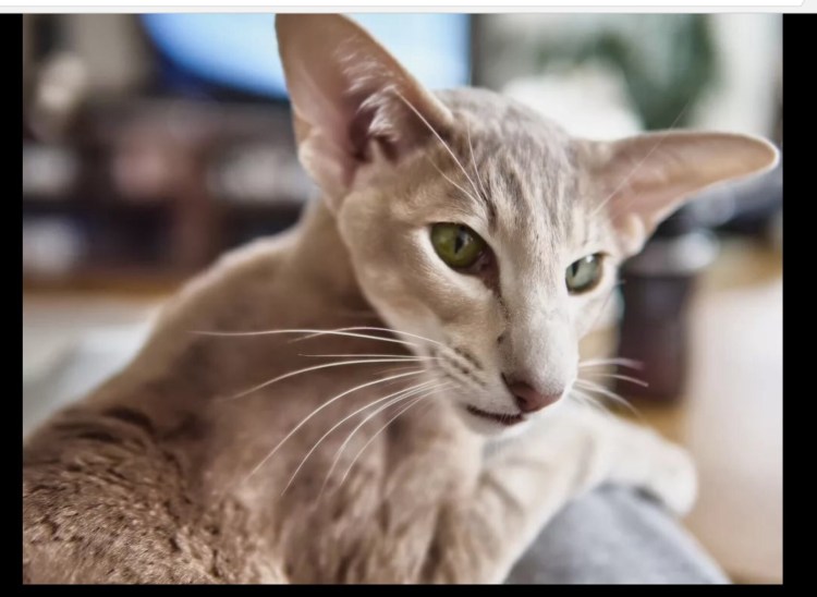 Яванез кошка