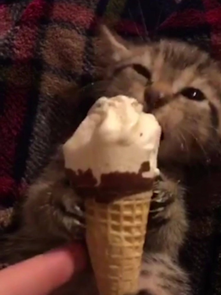Коты и мороженое