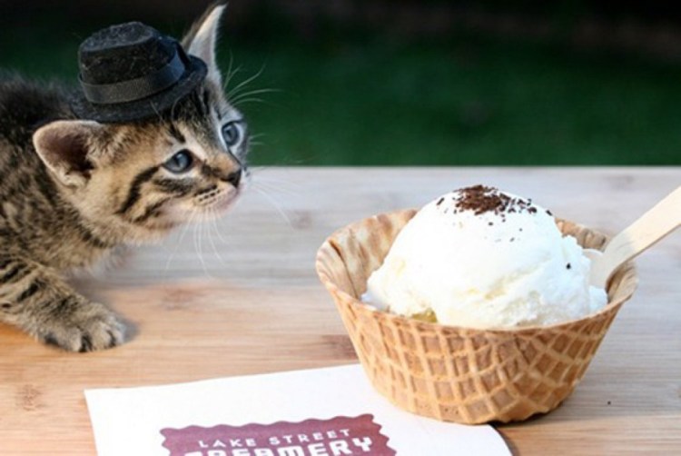 Смешные коты едят мороженое