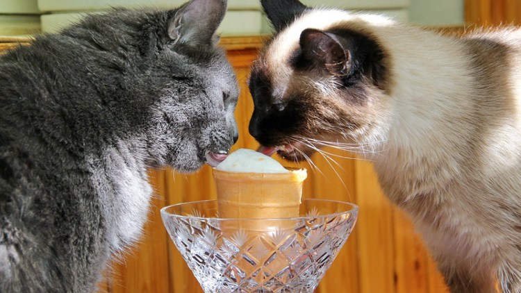 Кот ест мороженое