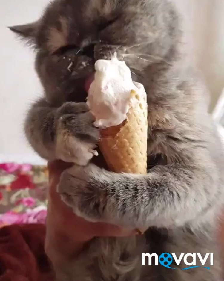 Кошка с мороженым