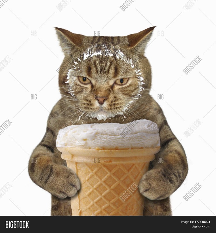 Кошка кушает мороженое