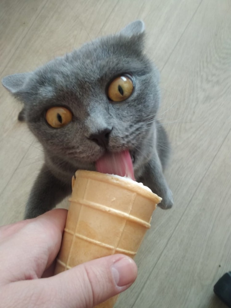 Кошка мороженое