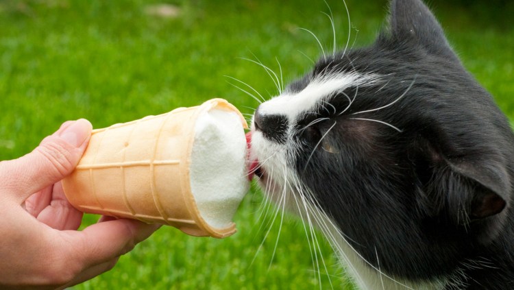 Кот и мороженое фото