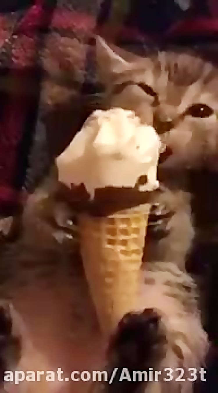 Мороженое и кот