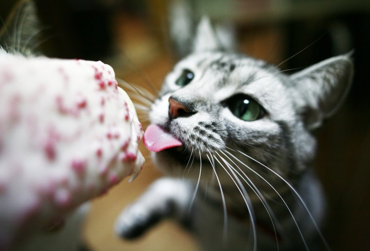 Котик мороженое