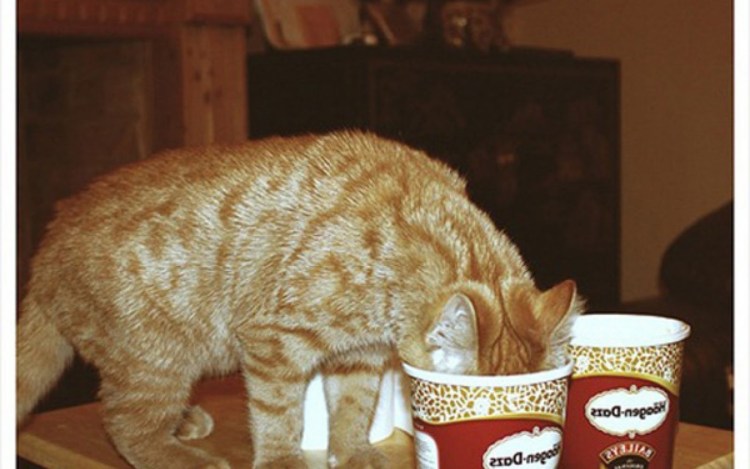 Кот сладкоежка