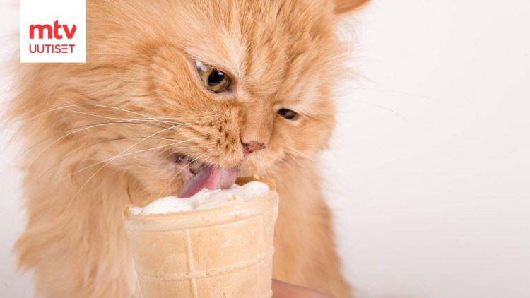 Котик мороженое