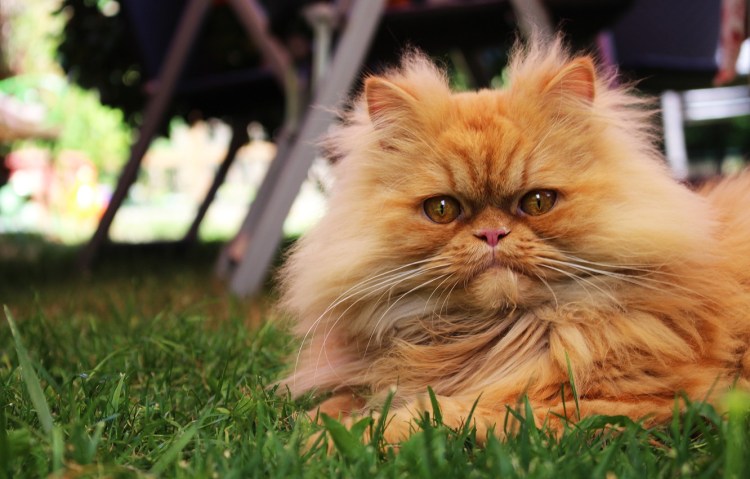 Персидский экзот рыжий