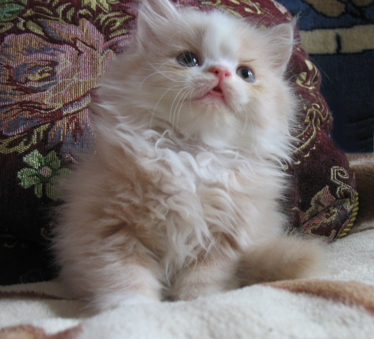 Персидский экстремал персиковый