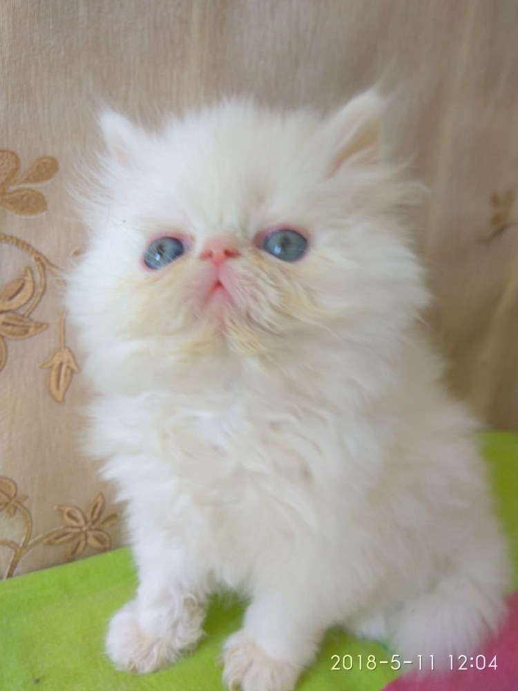 Кот персикового окраса с голубыми глазами персы