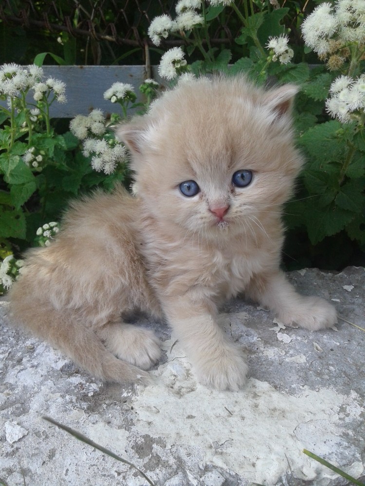 Персидский кот оранжевый