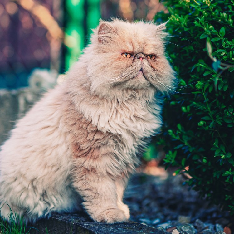 Персидская кошка кремовая