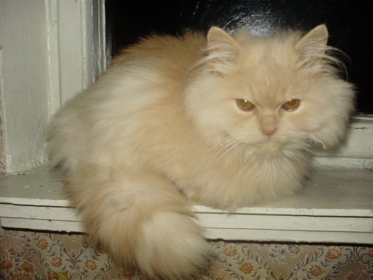 Персидская персиковая кошка