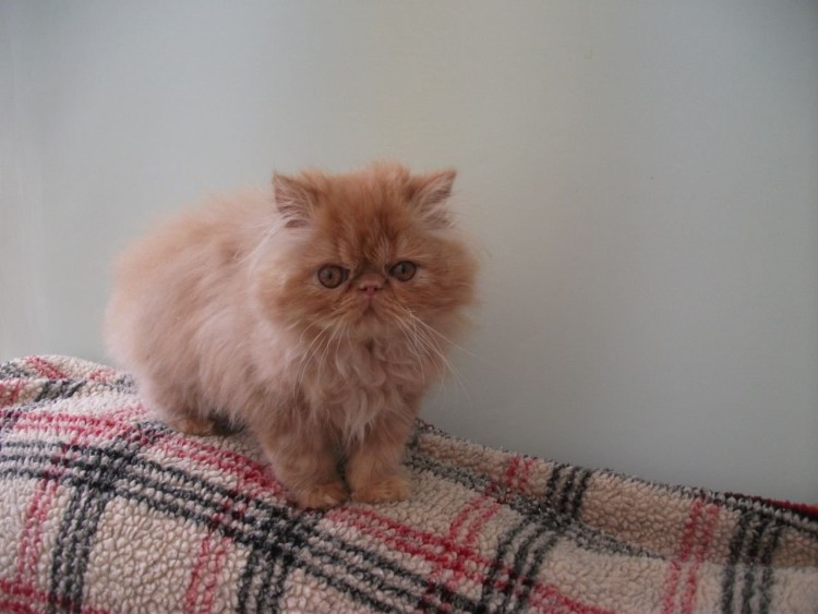 Персидский шиншилла кот персиковые
