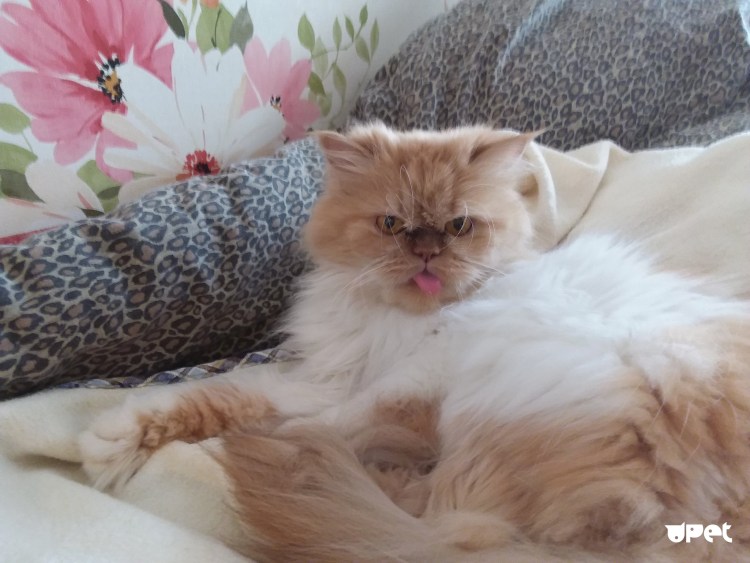 Персидский персиковый котенок