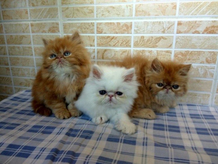 Кот персидский экстремал персиковый