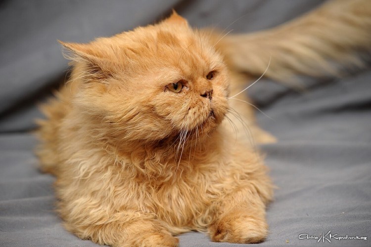 Лиловая шиншилла Персидская