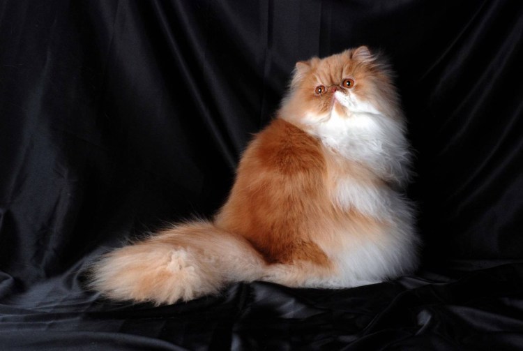 Британская длинношерстная смузи