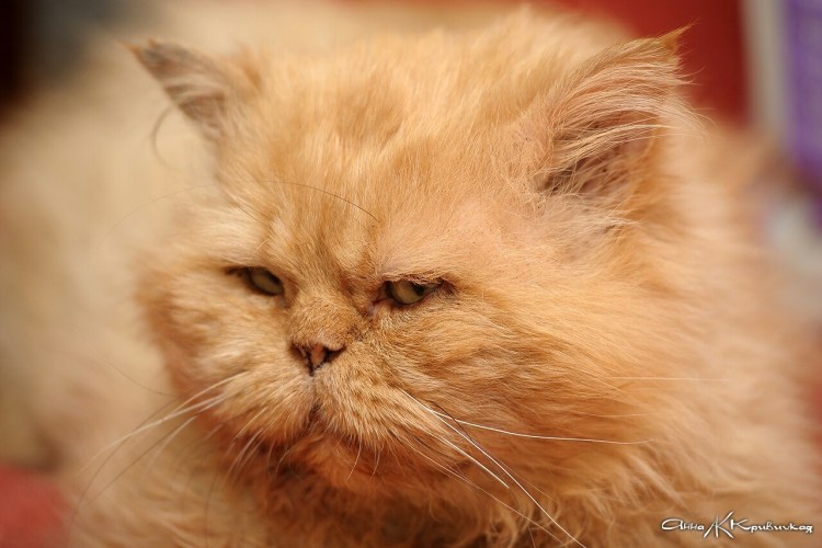 Котята персикового окраса