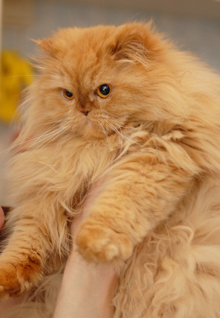 Персидский шиншилла кот персиковые