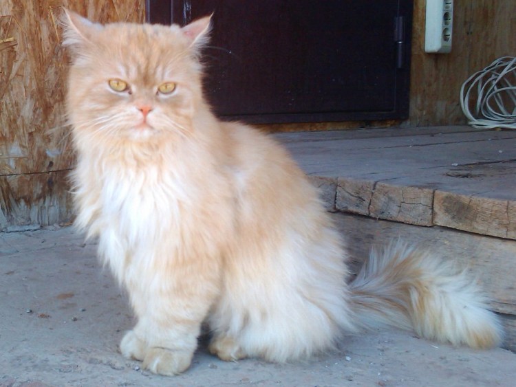 Персидский кот персик