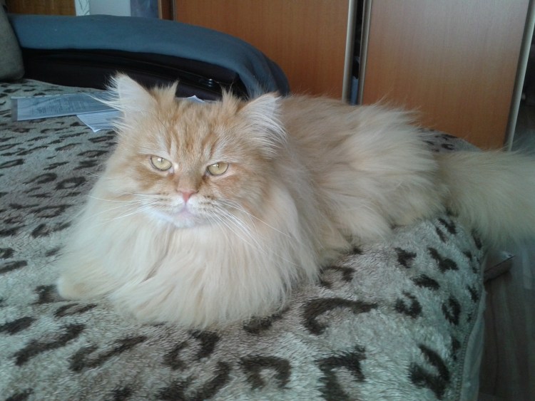 Персидский кот бежевый