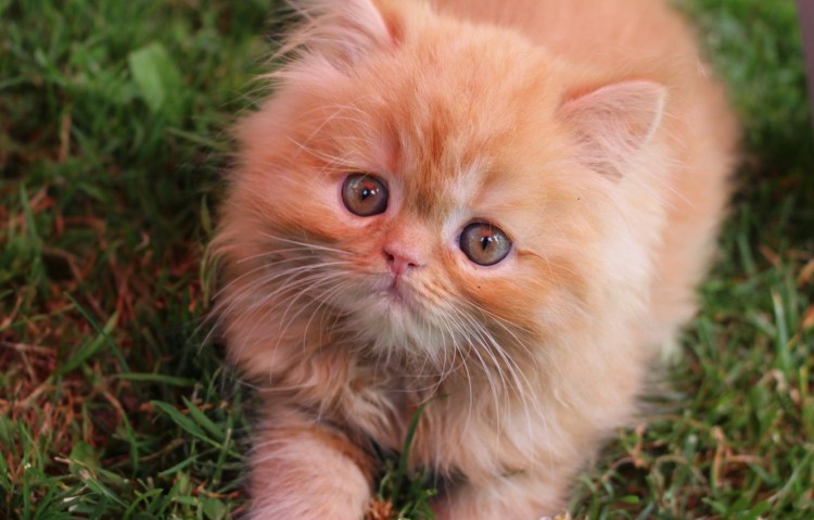 Персидская шиншилла персиковый окрас