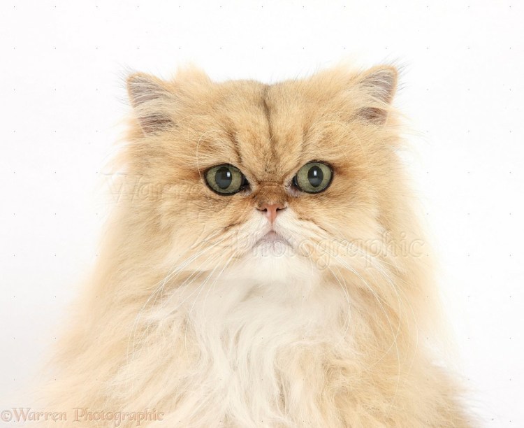 Персидская кошка шиншилла золотистая